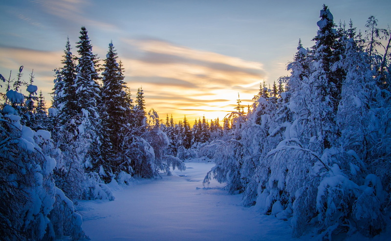 landscape, pine, 1080P, coniferous tree, tranquility, tree, winter, tranquil scene, seasons, scenics - nature, nature, plant, cloud - sky, snow, no people