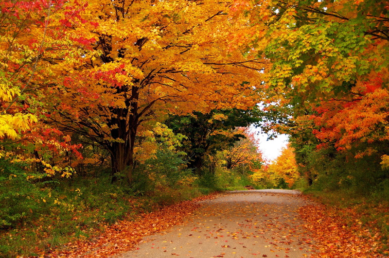 nature, foliage, autumn, trees, 2K, seasons