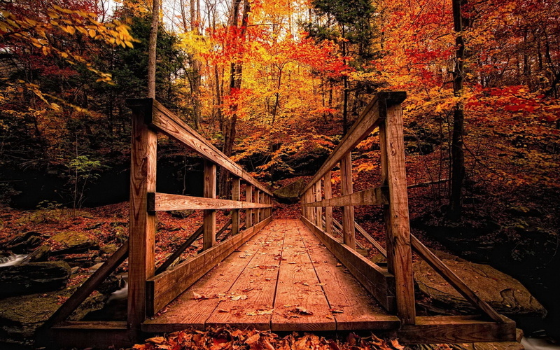 bridge - Man Made Structure, maple Tree, wooden, color Image, outdoors, lush Foliage, direction, footpath, october, day, river, green Color, connection