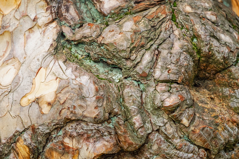 wood grain, rough, close-up, tree, pattern, texture, wood structures, tree bark, nature, tree trunk, log, black pine, green, textured effect, close up