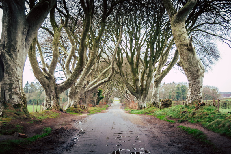 water, westeros, plant, building, kings landing, bare, 5K, northern ireland, 2019, tree trunk, treelined, grass, urban, direction, dark hedges, trunk