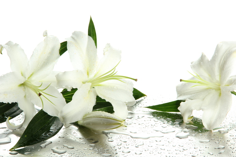 nature, droplets, 5K, flowering plant, growth, macro, vulnerability, inflorescence, decoration, leaves, isolated, green Color, white, leaf, lilies, drop