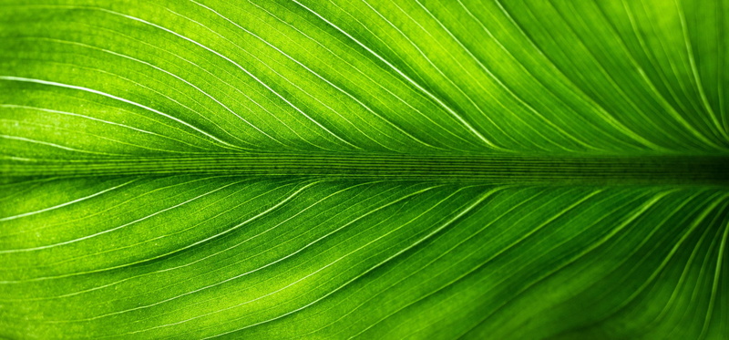 textured, plant, pattern, state of the union, green color, hwalyeob, full frame, palm leaf, abstract backgrounds, textured effect, outdoors, spring, green