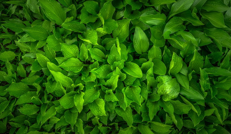 no people, nature, dew, abstract, morning, food, 2K, backgrounds, plant part, abundance, green color, wellbeing, green, plant, herb, growth, plants, vegetable