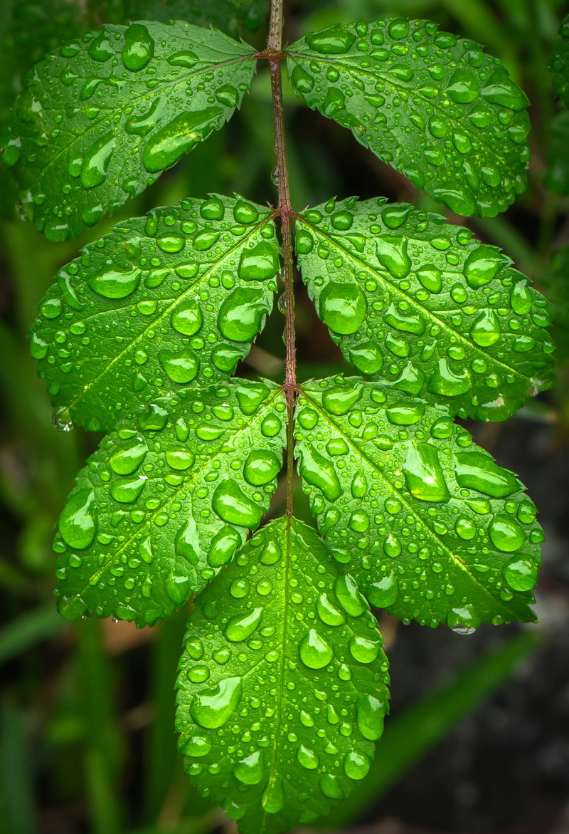 the leaves, plants, nature, freshness, drop, spring, rainy season, 2K, fragility, water, vulnerability, wet, no people, focus on foreground, beauty in nature