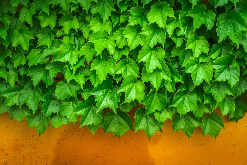 beauty in nature, hwalyeob, freshness, dew, no people, green color, leaf, nature, wall, green, growth, daytime, spring, vibrant color, food and drink, 4K
