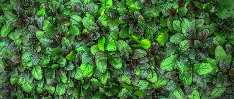 plant, hwalyeob, close-up, no people, growth, state of the union, desktop, full frame, tree, nature, texture, pattern, background, 4K, food and drink