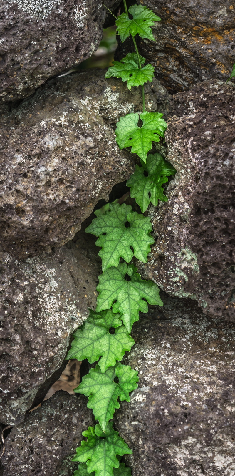 beauty in nature, the leaves, hwalyeob, freshness, abstract, outdoors, close-up, rock, plant part, stone wall, selective focus, day, textured, damme, plants