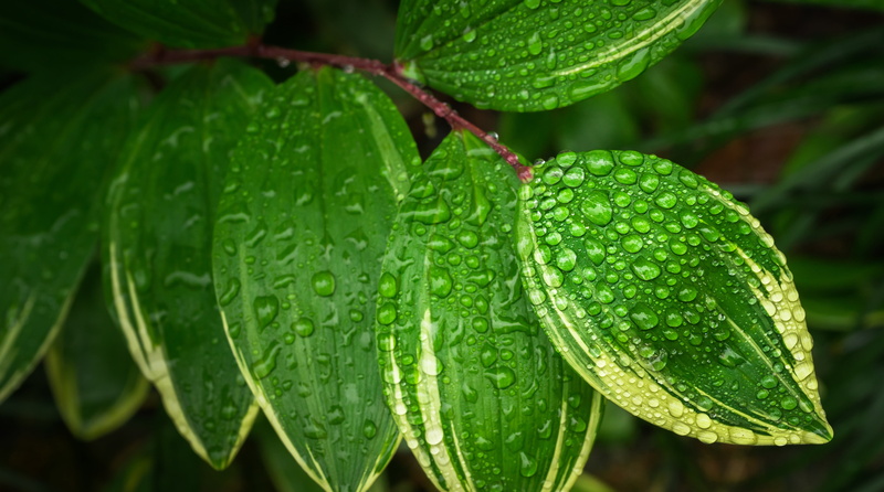 purity, plant part, water, trickle, nature, drop, focus on foreground, spring, morning, 5K, abstract, the leaves, food and drink, day, plants, food, growth