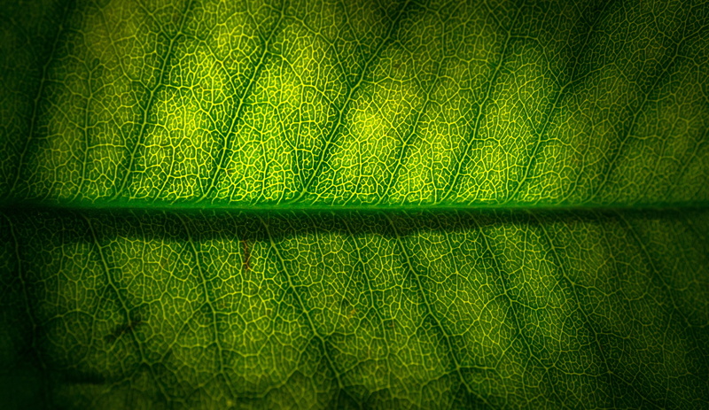 natural pattern, hwalyeob, the leaves, closeup, state of the union, still life, textured, jeans, leather, full frame, green color, photo, plants, textile