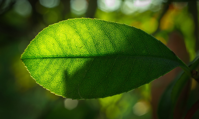 freshness, greenness, abstract, the leaves, spring, plant, tranquility, nature, leaves, in the forest, green, natural pattern, close-up, green color, forest