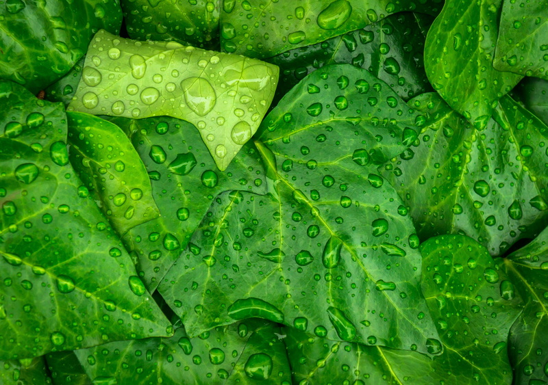 green, ivy, backgrounds, drop, outdoors, leaf, wet, dew, no people, growth, nature, beauty in nature, water, freshness, green color, trickle, plants, pattern
