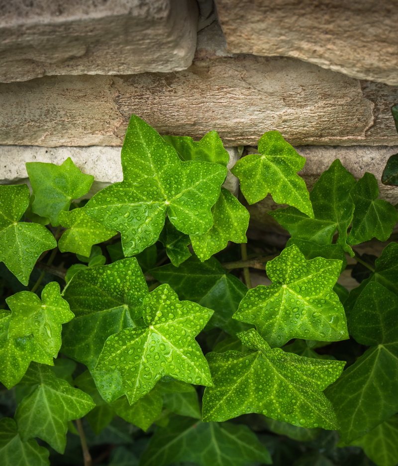 no people, spring, 2K, focus on foreground, the leaves, wild, ivy, freshness, wall, green color, state of the union, hwalyeob, leaf, beauty in nature