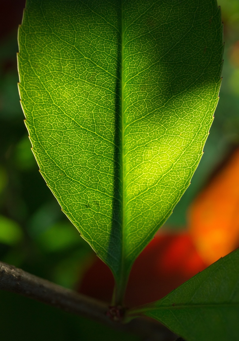 state of the union, plants, botany, green Color, plant part, beauty in nature, the leaves, forest, greenness, plant, spring, macro, in the forest, selective focus