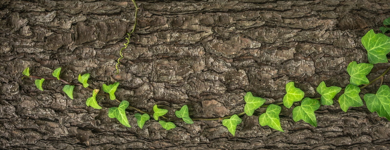 trunk, growth, 2K, nature, plants, beauty in nature, backgrounds, green, outdoors, tree trunk, leaf, close-up, plant part, green color, day, field, the leaves