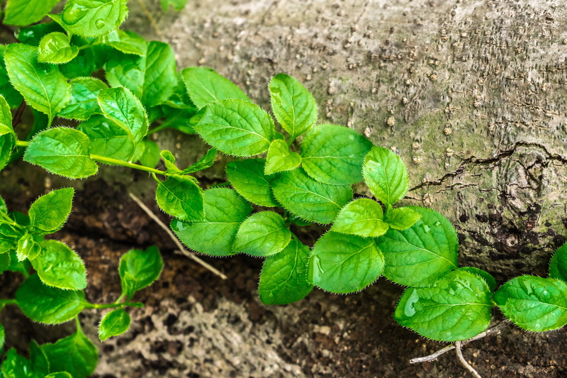 hwalyeob, close-up, plants, freshness, beauty in nature, leaf, plant, the leaves, nature, texture, 5K, green, land, plant part, field, wood, growth, food and drink