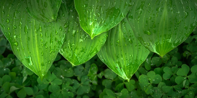 purity, close-up, outdoors, dew, clover, backgrounds, freshness, rainy season, photo, 2K, full frame, nature, beauty in nature, spring, morning, water