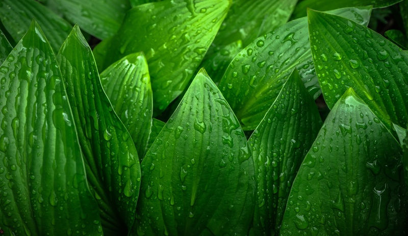 close-up, growth, hwalyeob, backgrounds, rainy season, rain, water, drop, wet, dew, purity, beauty in nature, day, full frame, morning, plants, leaves