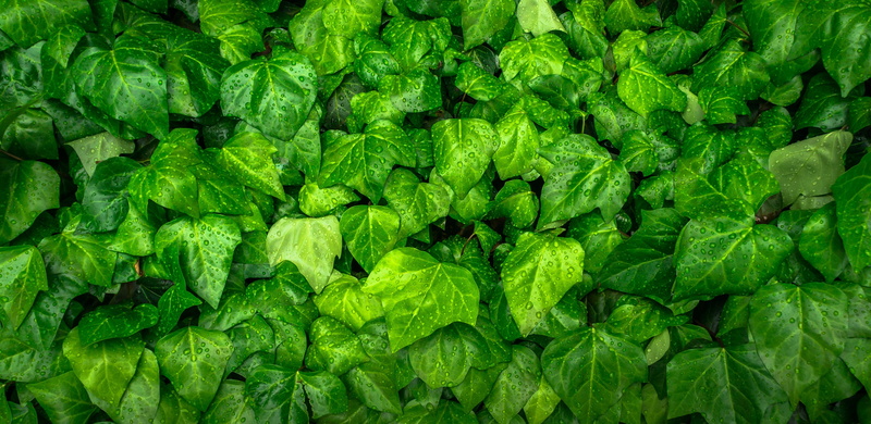 hwalyeob, wellbeing, nature, backgrounds, trickle, food, ivy, growth, close-up, 4K, green, vegetable, freshness, directly above, abundance, plant, plant part