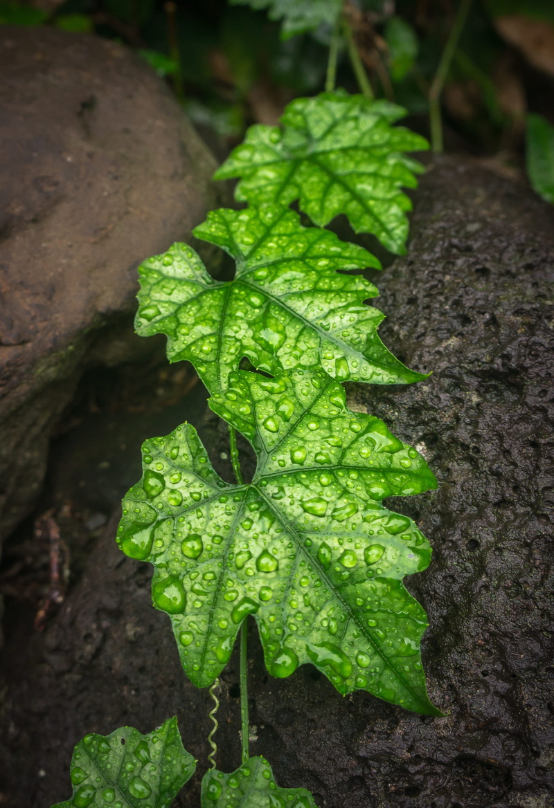trickle, green, plant, green color, nature, focus on foreground, 2K, tree, leaf, raindrops, tree trunk, abstract, hwalyeob, no people, dew, close-up, water