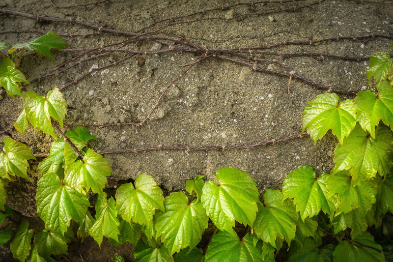 tree trunk, forest, state of the union, tree, Leaves, beauty in nature, Plants, nature, day, damme, Vine, no people, surface, grey, high angle view, wall