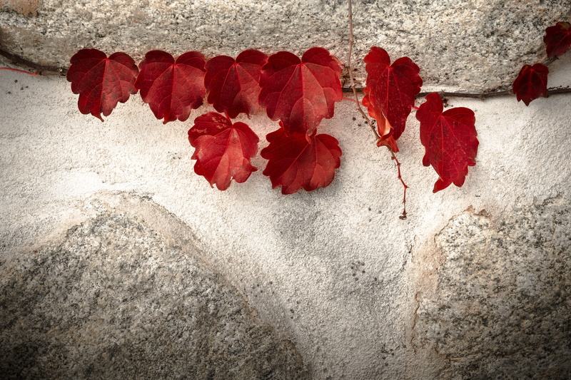 ivy, pattern, flower, building exterior, backgrounds, nature, plants, hwalyeob, plant part, old, leaves, built structure, architecture, no People, rough
