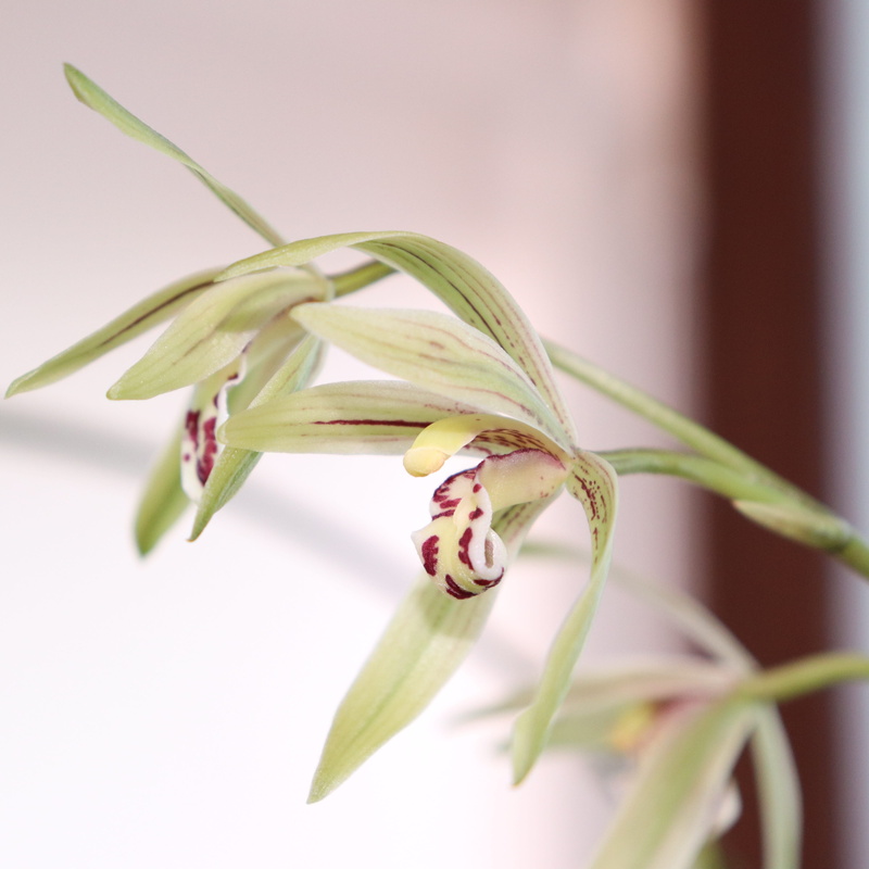 freshness, highlight, behold, out of focus, out, the green, desktop, light, this safari, beauty in nature, spring, close-up, day, light green, petal, lights