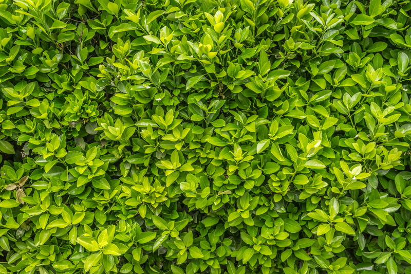 tranquility, spring, food and drink, beauty in nature, wood, vegetarian food, pattern, foliage, outdoors, leafed, plants, growth, backgrounds, plant, green
