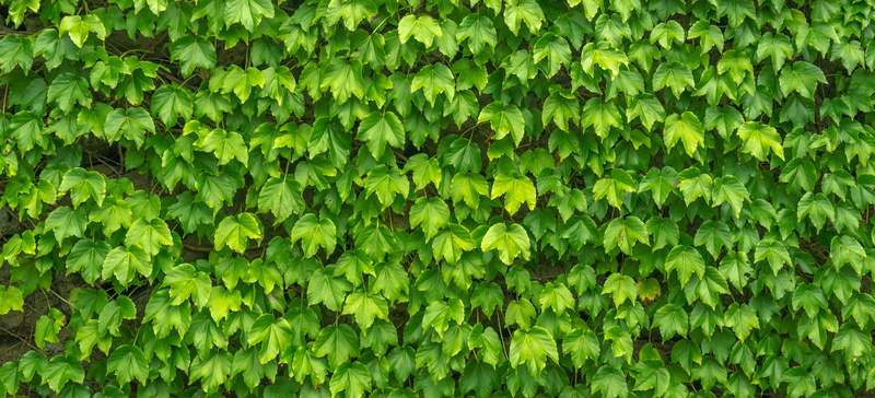 abundance, close-up, plant part, freshness, nature, textured, no people, vine, foliage, outdoors, state of the union, beauty in nature, ivy, hwalyeob, 4K