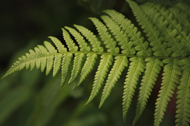 plant part, filigree, tender, selective focus, fern, textured, arboretum, fiddlehead, green, pattern, leaves, leaf, a little bit, focus on foreground, green color
