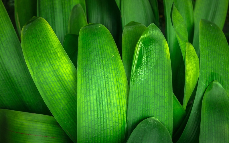 leaf, market, backgrounds, plant, day, plants, growth, freshness, abstract, herb, full frame, food, hwalyeob, 4K, close-up, wellbeing, vegetable, food and drink