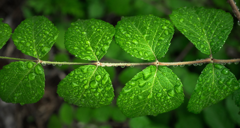 ripe, food, focus on foreground, trickle, outdoors, mint leaf - culinary, green color, morning, no people, drop, hwalyeob, abstract, leaves, plants, herb