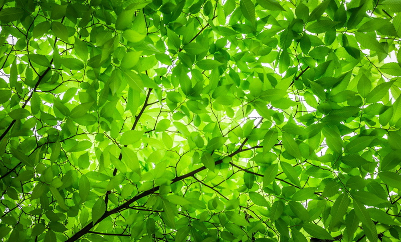 in the forest, wood, plant part, tree, hwalyeob, arboretum, freshness, abstract, directly below, sunlight, backgrounds, state of the union, outdoors, food