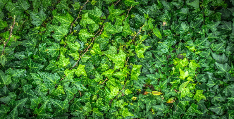 abundance, plant part, green color, forest, vine, herb, land, backgrounds, the leaves, beauty in nature, green, field, plants, lush foliage, closeup, ivy