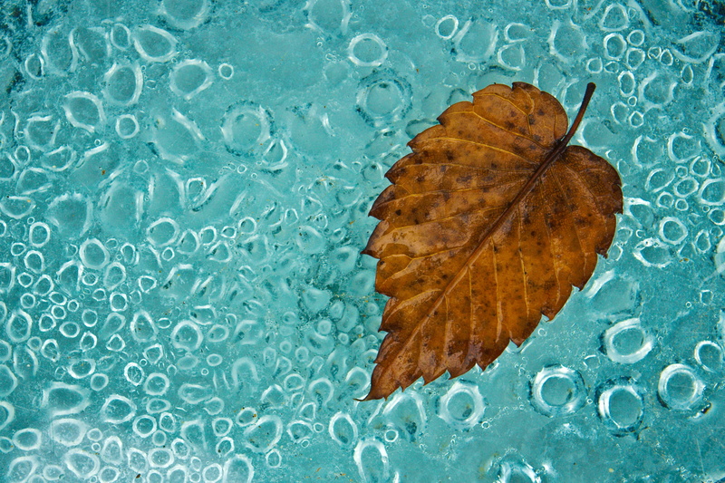 plant part, scalloped, day, water, high angle view, non, brown, close-up, edge, drop, leaf vein, outdoors, change, hwalyeob, autumn, floating on water