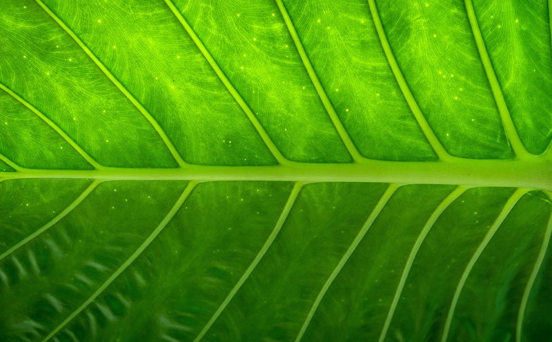 close-up, textured, forest, natural pattern, background, wood, green color, close, growth, nature, outdoors, photo, soft focus, wet, leaves, abstract, palm leaf