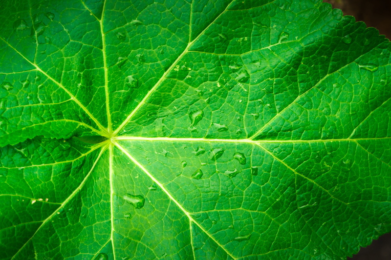 plant part, beauty in nature, natural pattern, hwalyeob, growth, plant, background, macro, outdoors, no people, freshness, spring, green color, day, full frame