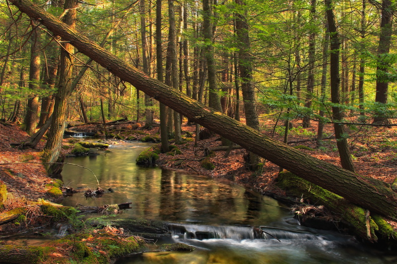 tree, outdoors, moss, Spruce Run, leaf, beauty In Nature, woodland, body of water, trees, Gap  creek, nature, Pennsylvania, landscape, forest, Union County