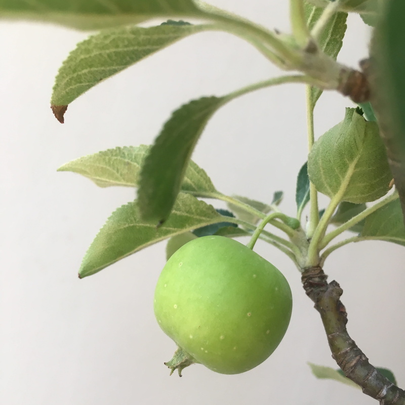 beauty in nature, healthy eating, the leaves, green, food and drink, 2K, close-up, plant part, food, outdoors, no people, state of the union, green color