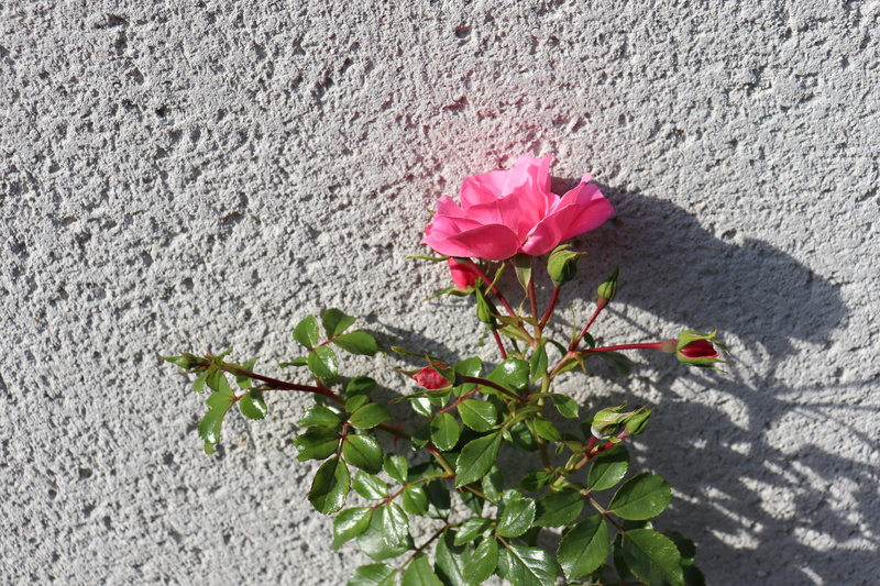 light of autumn, fragility, day, vulnerability, light grey wall, wall - building feature, pink color, flowering plant, pink, fall season, growth, rosebush