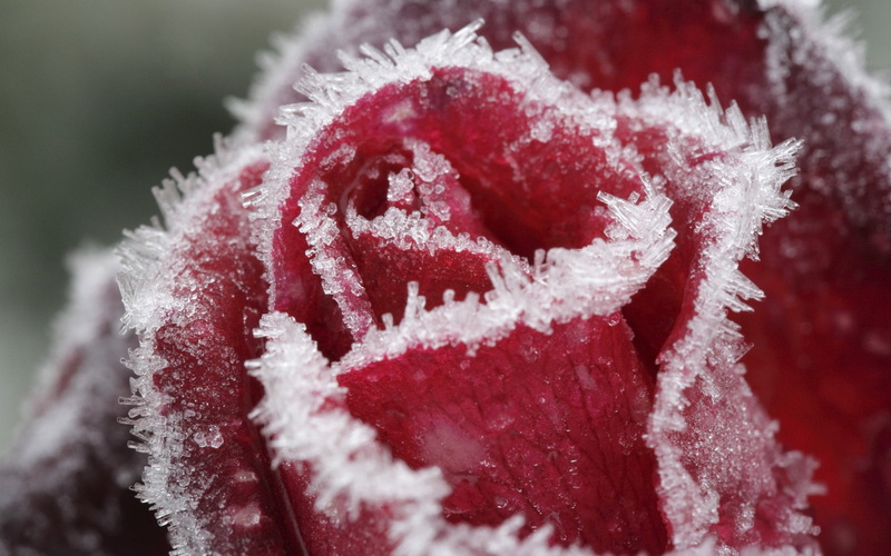 no people, focus on foreground, winter, frozen, day, white color, holiday, frost, 2K, nature, macro, selective focus, flowers, close-up, textile, celebration