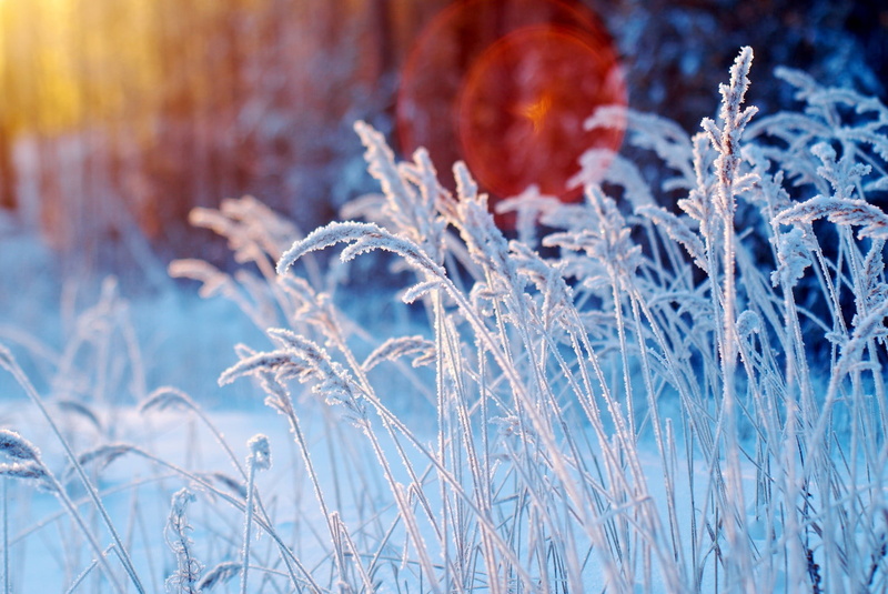 depth of field, focus on foreground, daytime, frost, no People, ice Crystal, snow, flowers, tree, beauty In Nature, flower, meadow, season, day, summer