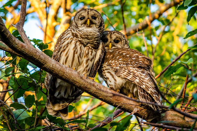 couple, branch, owls, 1080P, Birds, mottled, Mottled owl, owl