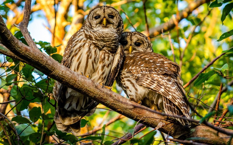 720P, birds, owls, mottled