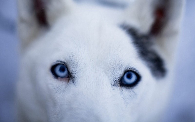 mammal, arctic, studio Shot, close-up, husky, purebred Dog, sled Dog, white Background, looking at camera, animal eye, one Animal, cute, carnivore, animal Head