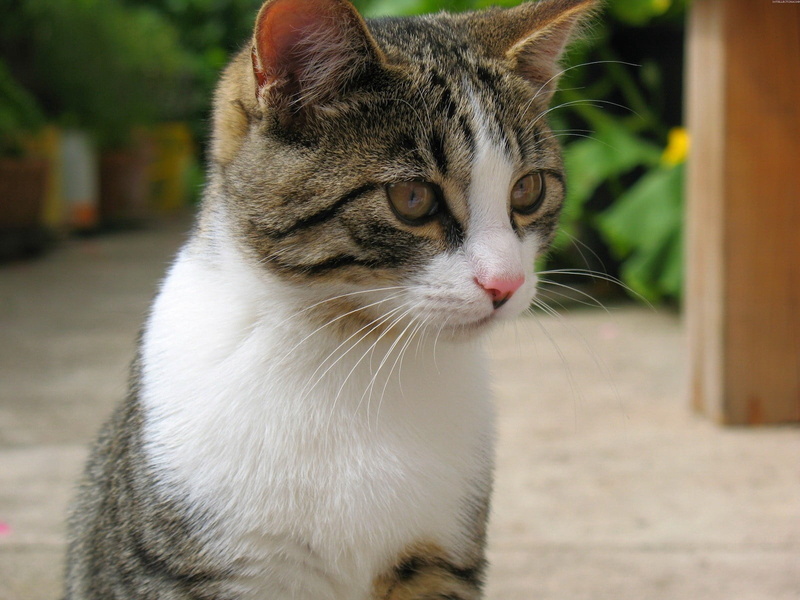fluffy, paw, domestic Cat, mottled, young Animal, feline, kitten, whisker, outdoors, beautiful, focus on foreground, day, muzzle, color, striped, vertebrate
