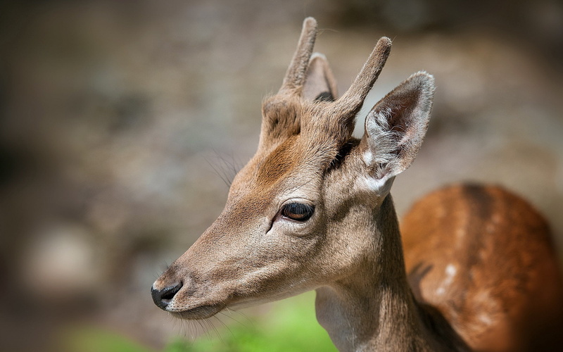 red Deer - Animal, one Animal, horned, animal themes, day, fallow Deer, nature, deer, hoofed Mammal, close-up, focus on foreground, animal Head, face, forest