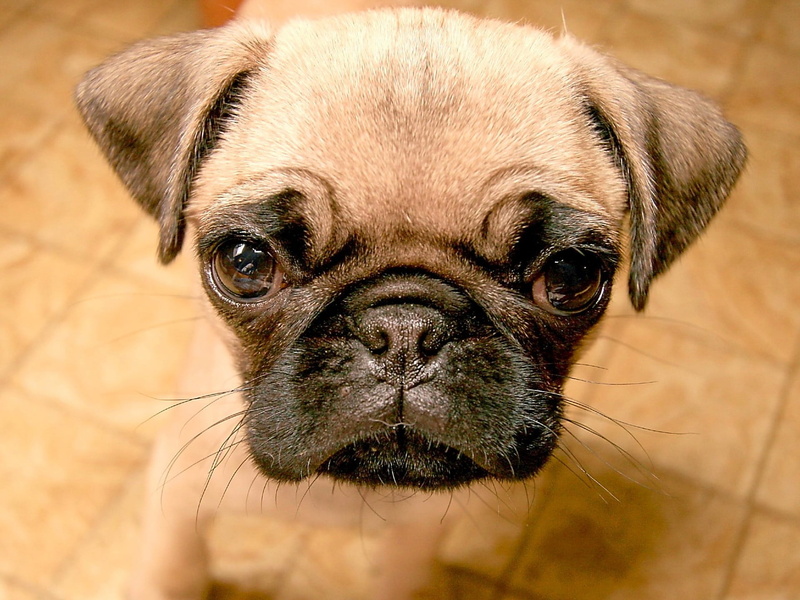 small, animal themes, dog, no people, domestic, vertebrate, portrait, animal body part, pug, snout, one animal, close-up, domestic animals, lap dog, pets