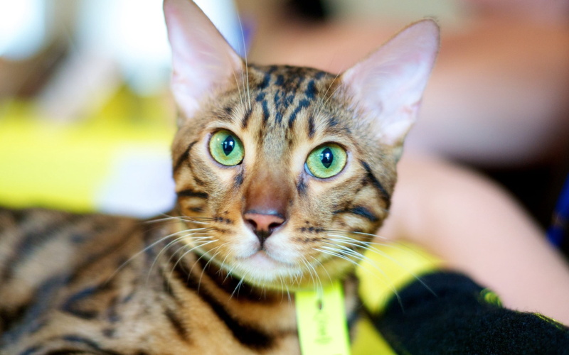 front view, eyes, brown, eye, portrait, looking at camera, animal eye, pets, people, focus on foreground, domestic cat, 2K, domestic, cat, close-up, one animal