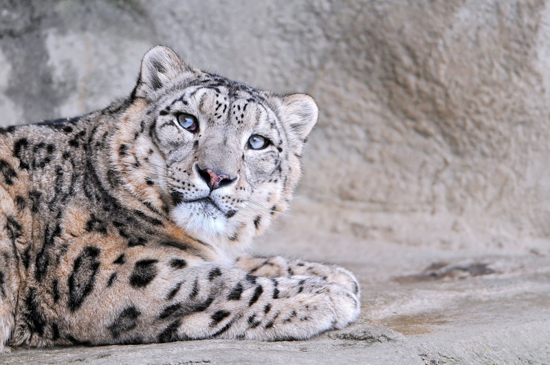 eyes, 4K, mottled, snow leopard, face